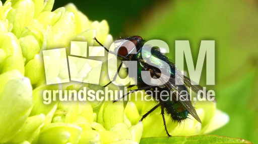 Schmeißfliege (3).jpg